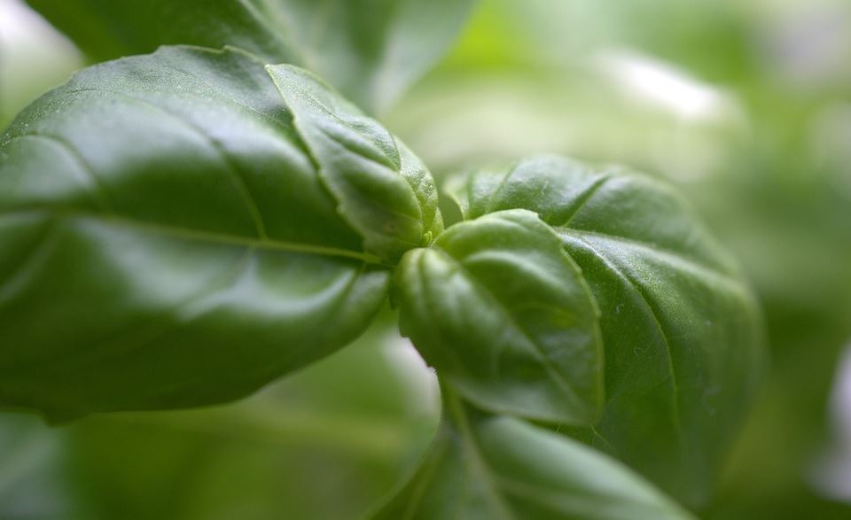 basilic